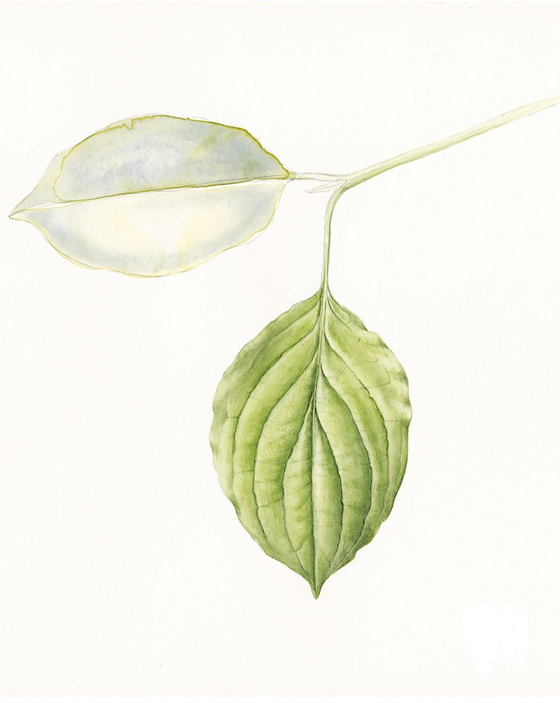 EINFÜHRUNG IN DIE BOTANISCHE KUNST Kurs im Atelier boesner in Münchwilen mit Sonja Beer