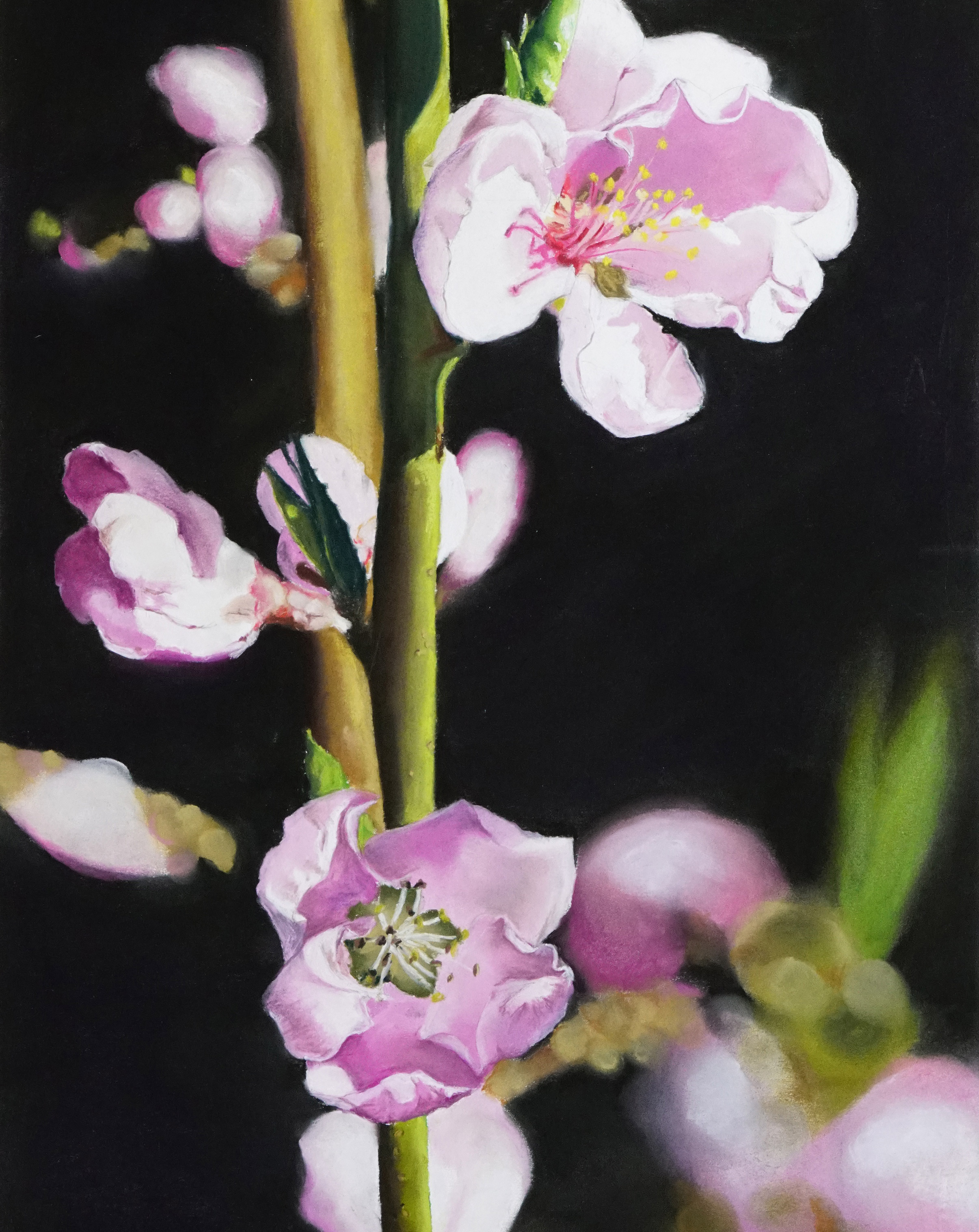 BLUMENMALEREI MIT PASTELL Kurs mit Thea Herzig im Atelier boesner in Münchwilen
