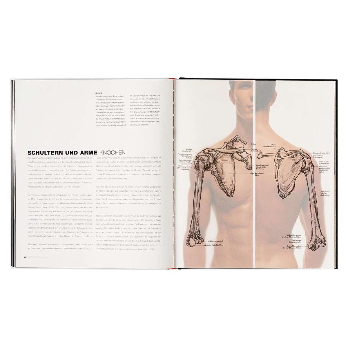 洋書 Anatomie fuer Fantasy-Zeichner Anatomie zeichnen like a Sir