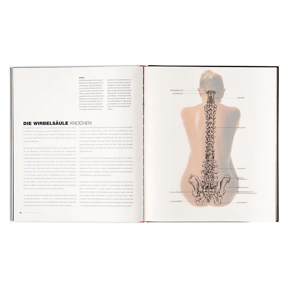 洋書 Anatomie fuer Fantasy-Zeichner Amazon.com: The Art of Fantasy: A complete step-by-step