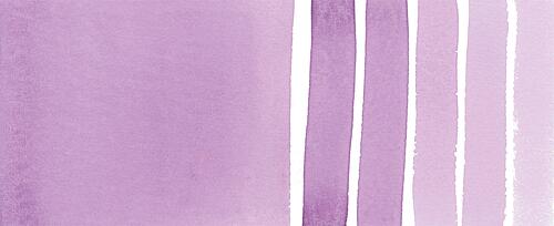 Wisteria